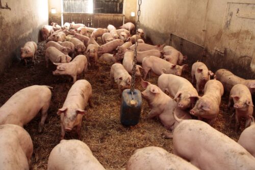 cena tuczników, spadek, Niemcy, żywiec wieprzowy