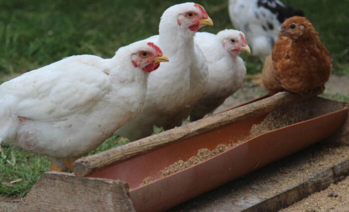 produkcja drobiu, rynek mięsa, komisja europejska