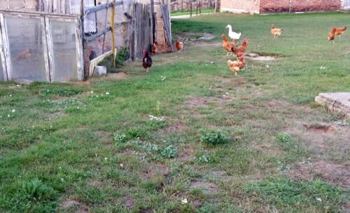 agencja, drób, rejestracja, rejestracja drobiu