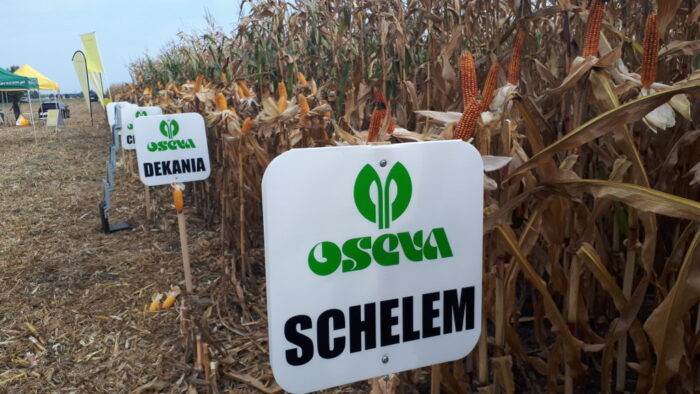 kukurydza, pole, Skrzelew