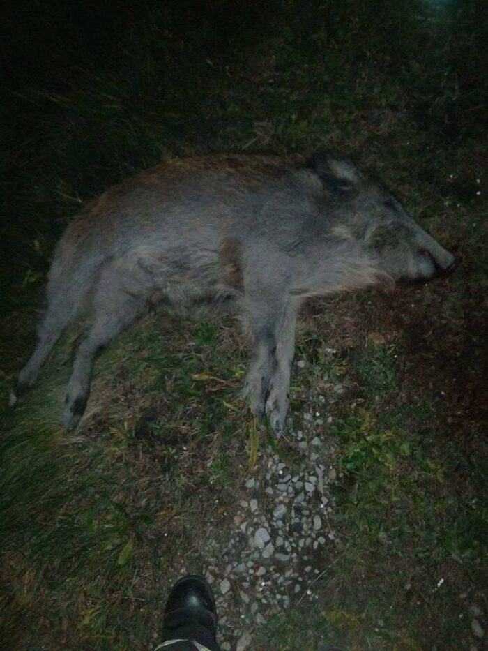 wypadek, dziki, uderzenie w dzika, Grójec, OSP Chynów, policja, straż pożarna