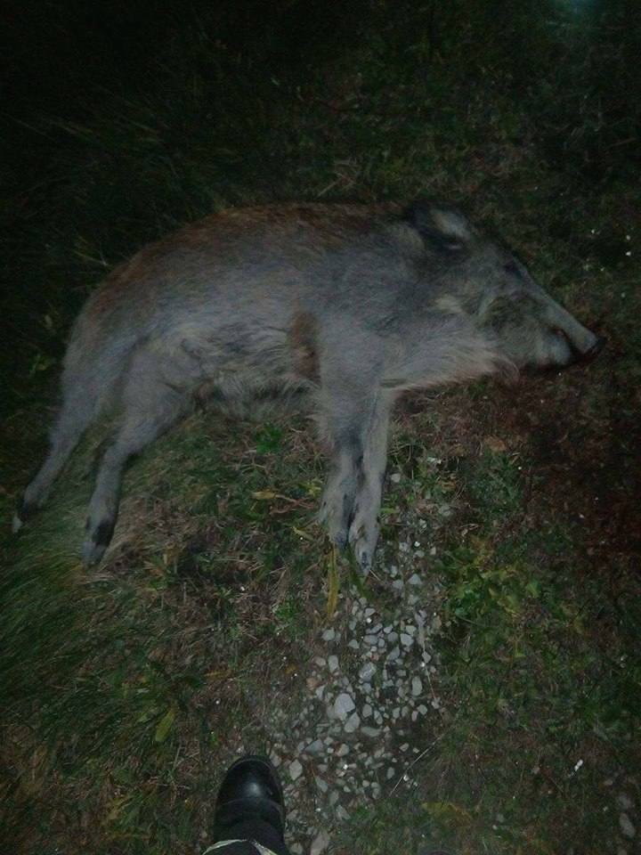 wypadek, dziki, uderzenie w dzika, Grójec, OSP Chynów, policja, straż pożarna