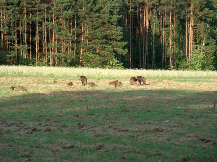 prawo łowieckie, szacowanie szkód łowieckich, sołtysi, ośrodki doradztwa rolniczego