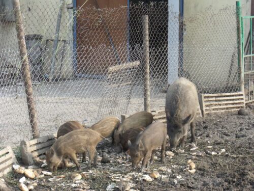 dziki, asf, przypadek asf, specustawa