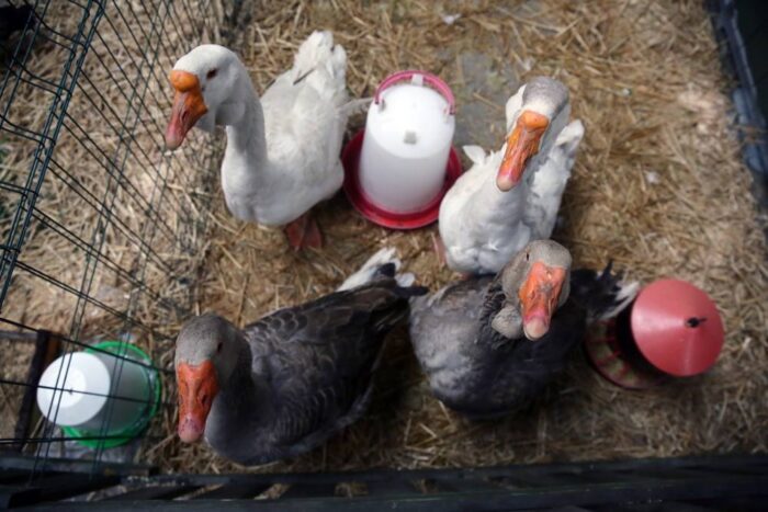 drób, wołowina, eksport do Iraku, ministerstwo rolnictwa, agrobiznes