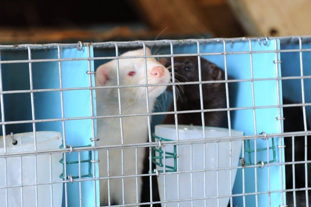 zakaz hodowli zwierząt futerkowych, prawo, przepisy, Sejm, ochrona zwierząt