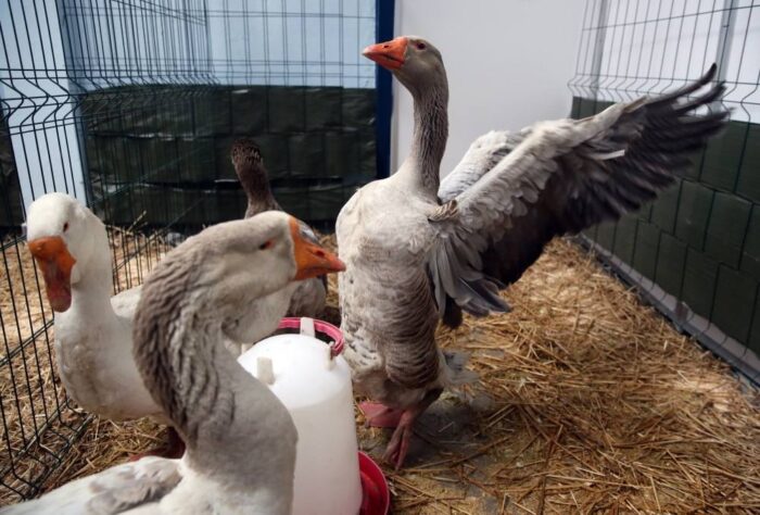 gęsina, drób, zmniejszenie produkcji gęsiny, gęsi, liczba piskląt gęsich w polsce