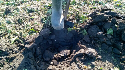 szkodniki glebowe, drutowce, pędraki, rolnice, zaprawianie, zwalczanie szkodników glebowych, poprawna agrotechnika