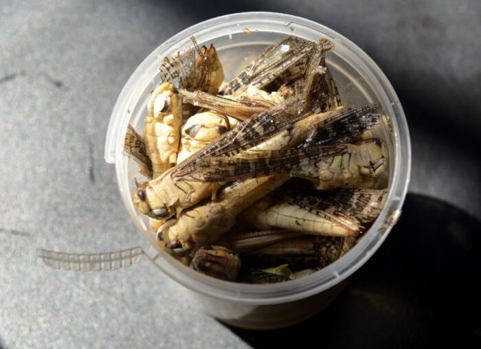 Chleb z dodatkiem owadów, finlandia, pieczywo, suszone świerszcze zmieszane z mąką, fao