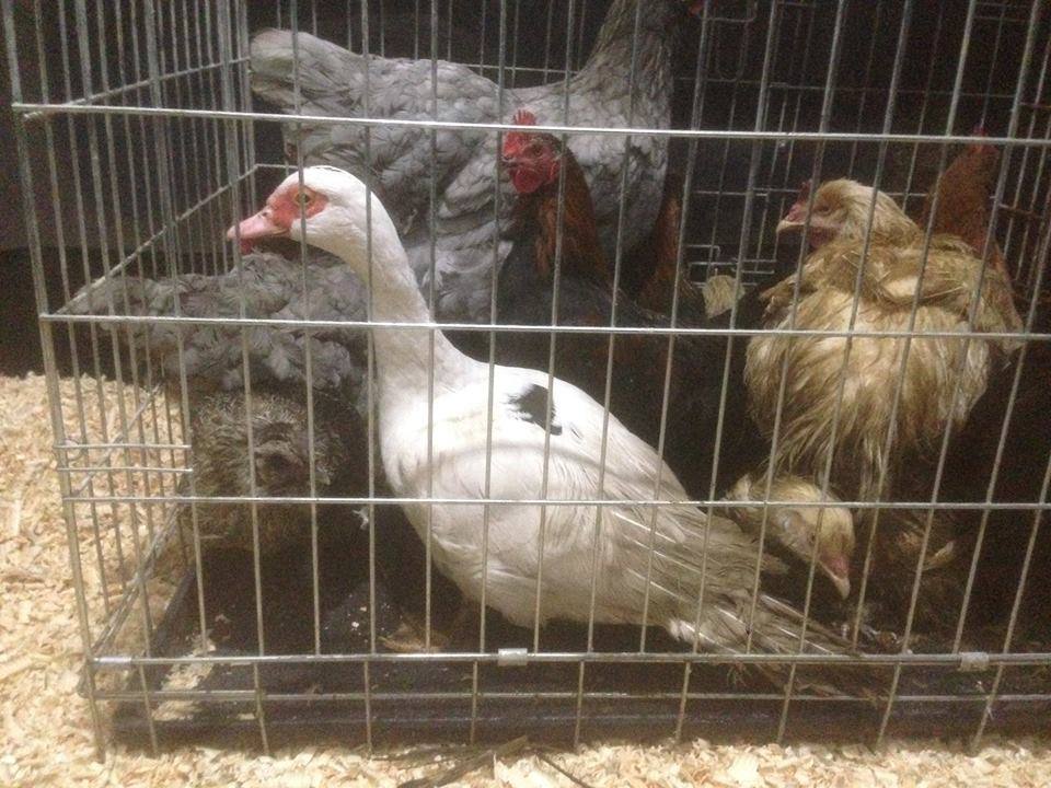 Fundacja NaszeZoo, Poznań, przestępstwo, policja, okrutne traktowanie zwierząt