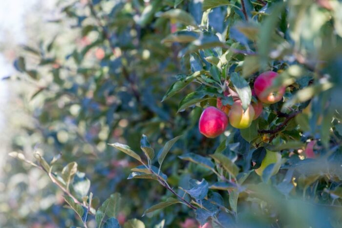 jabłka chopin, odmiany jabłek, chopin, sggw, hodowla jabłek, Kazimierz Tomala