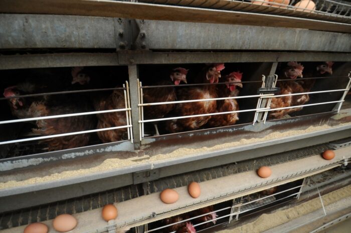 jaja, produkcja jaj, kury nioski, drób, system klatkowy, system wolnowybiegowy, ceny jaj