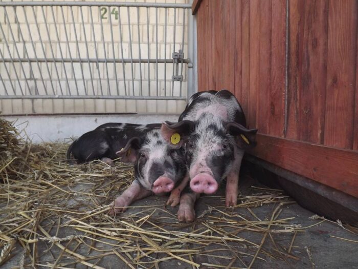 KZP-PTCH, trzoda chlewna, konferencja, świnie