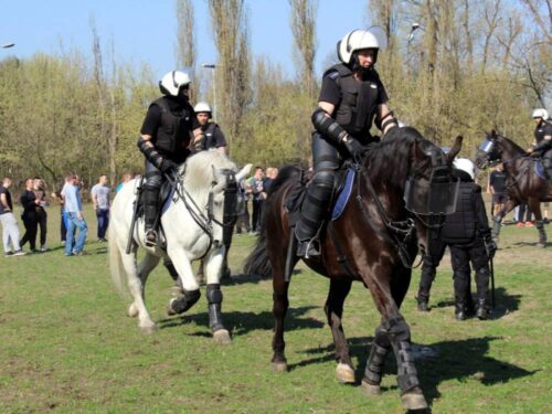 konie w policji, policja, KWP Rzeszów, konie do służby w policji