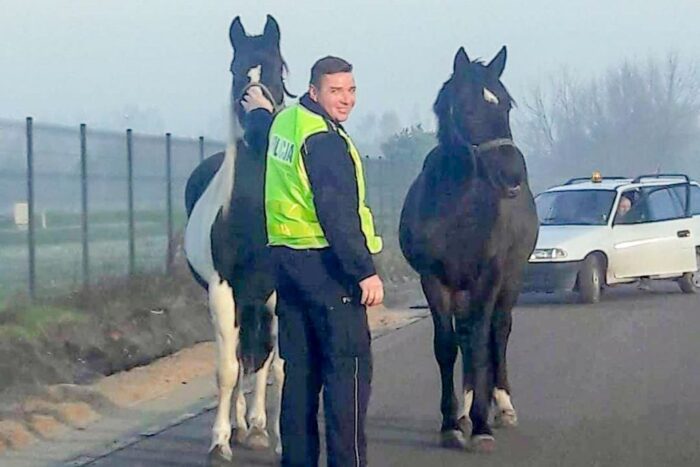 konie, konie uciekły z zagrody, nowa sól, lubelszczyzna, policja