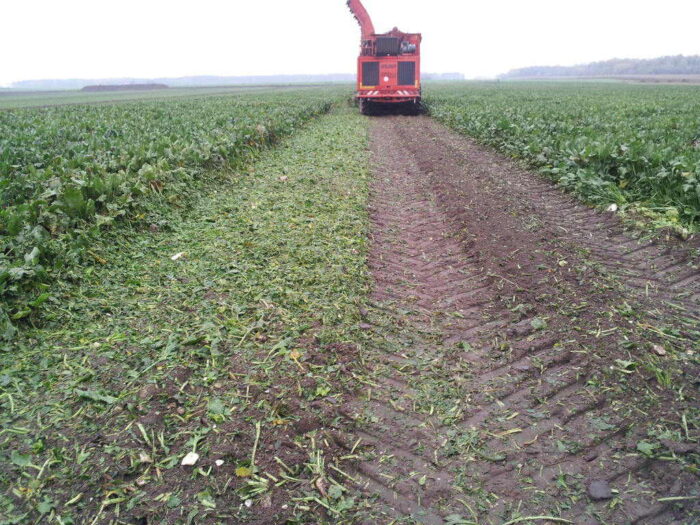 kombajn do buraków, pole, burak cukrowy