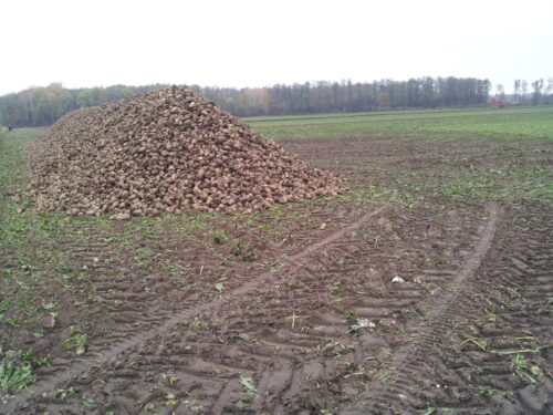 zbiór buraka cukrowego, KZPBC, plony korzeni, zawartość cukru, Rafał Strachota, jakość korzeni buraka cukrowego