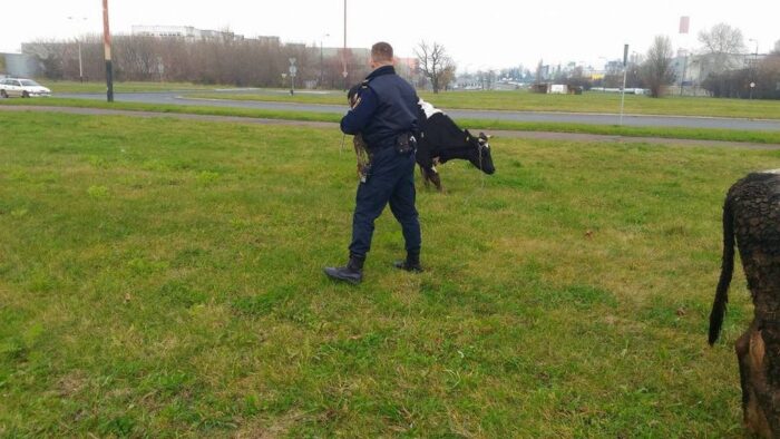 łódź, straż miejska, krowy, bydło w mieście, krowy zerwały się z łańcucha