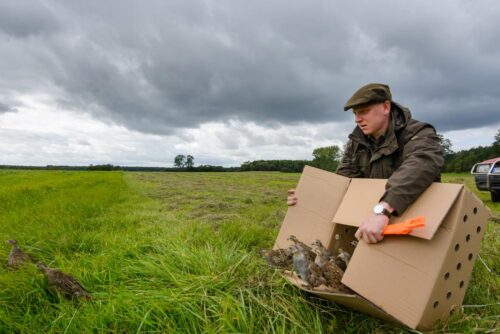 kuropatwa, wielkopolska, leśnicy, program Ożywić pola, obszary wiejskie, Nadleśnictwo Konstantynowo