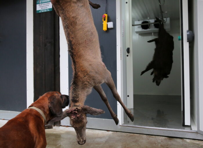 lasy państwowe, sklepy z dziczyzną, handel dziczyzną, anna malinowska, organizacja Akcja Demokracja