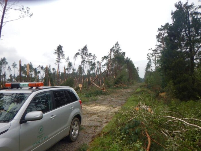 lasy państwowe, konrad tomaszewski,sprzątanie lasów po nawałnicach, nawałnice, pozyskiwanie drewna