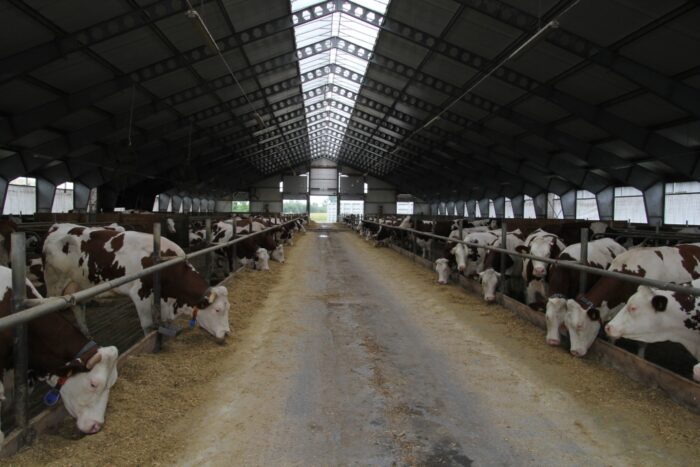 montagro, montbeliarde, bydło mleczne, krowy rasy montbeliarde