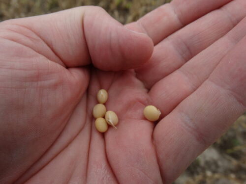 dopłaty do nasion, zboża i mieszanki zbożowe, rośliny strączkowe, ziemniaki