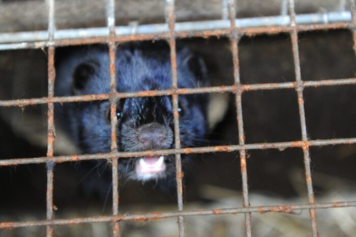 zakaz hodowli zwierząt na futra, hodowla norek, fermy norek, marcin ślęk, ustawa o ochronie zwierząt