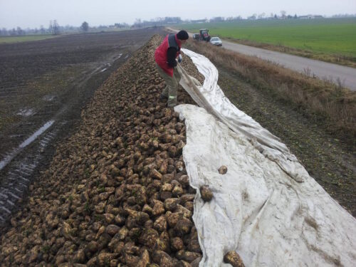 buraki, pryzma, agrowłóknina