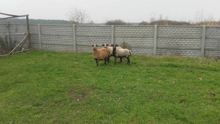 kradzież owiec, podkarpackie, owce, przestępstwo, Tarnobrzeg, złodzieje