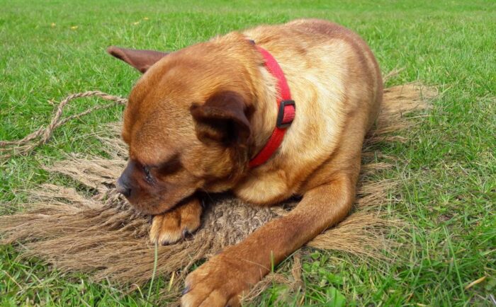 prawo, policja, przestępstwo, ochrona praw zwierząt, porzucenie psa