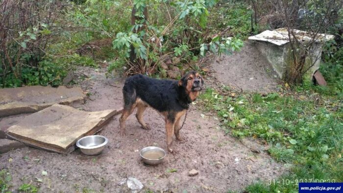 zagłodzone psy, znęcanie się nad zwierzętami, policja, gmina Trzydnik Duży, lubelszczyzna