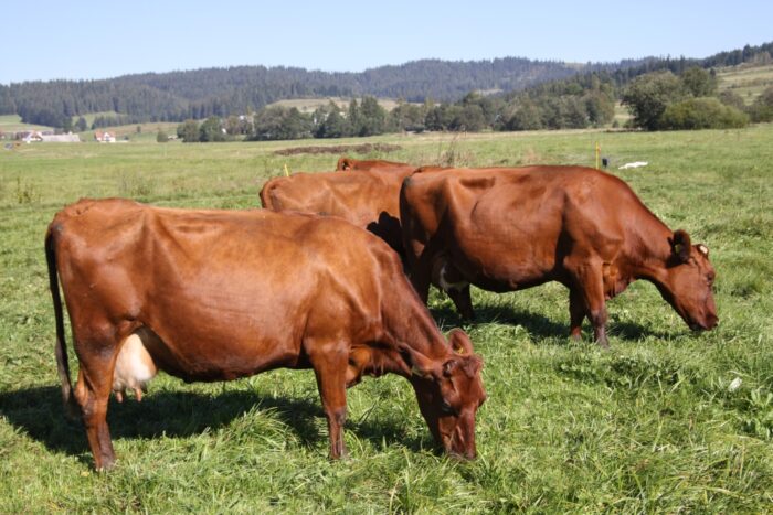 Bydło polskie mięsne czerwone, bydło mięsne rodzime, hipertrofia mięśni, hodowla bydła mięsnego.