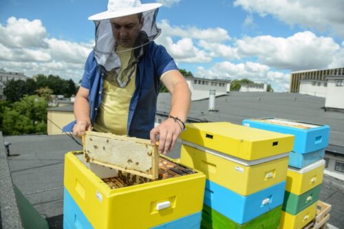 pszczelarstwo, wsparcie pszczelarstwa, ministerstwo rolnictwa, pszczoły, krzysztof jurgiel