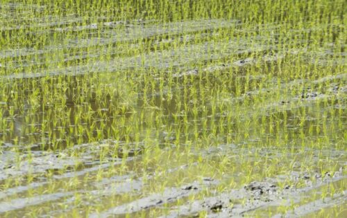 ryż, import ryżu, włochy, birma, rolniczy związek Codiretti, Rohingjowie