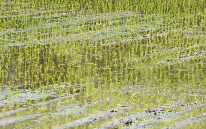 ryż, import ryżu, włochy, birma, rolniczy związek Codiretti, Rohingjowie