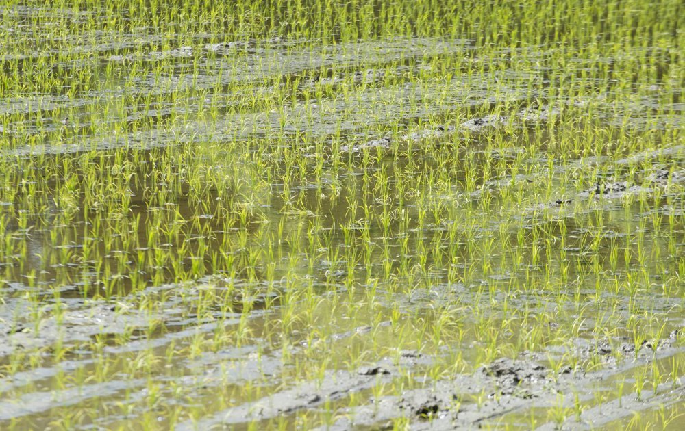 ryż, import ryżu, włochy, birma, rolniczy związek Codiretti, Rohingjowie