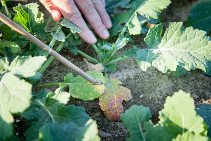 rzepak, pole, chwasty