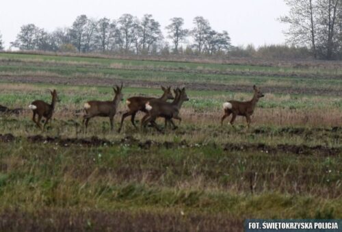 migracji zwierząt, wypadek, zagrożenie na drodze, pola, sarny jesienią
