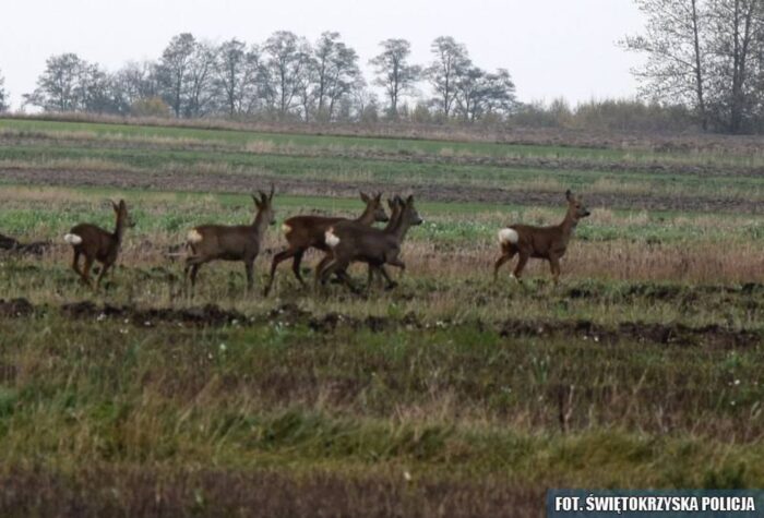 migracji zwierząt, wypadek, zagrożenie na drodze, pola, sarny jesienią