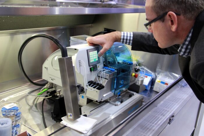 seksowanie nasienia, inseminacja, bydło mleczne