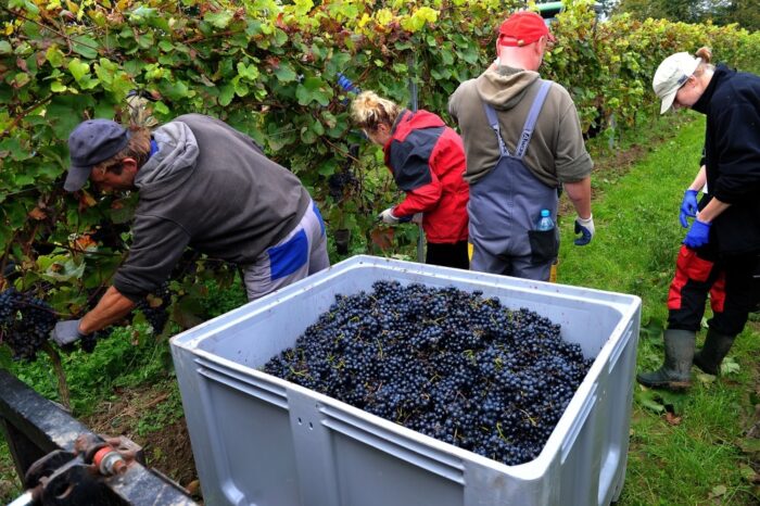 rolnictwo, praca w rolnictwie, pracownicy sezonowi, zbiory, ministerstwo rolnictwa