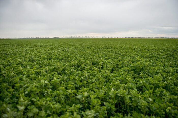 Robot Żukbot, żukbot, chore rośliny, chwasty, uprawa, Mateusz Dyrda, Stowarzyszenie Robotyków SKALP