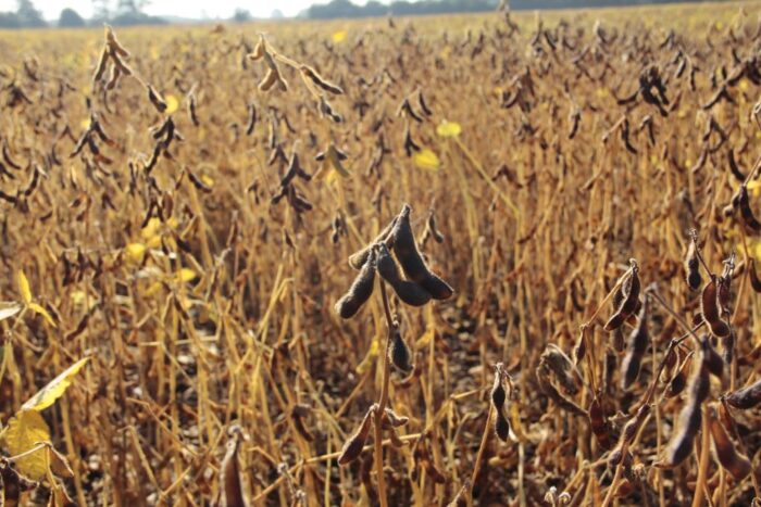 GMO, genetycznie modyfikowane uprawy, kary finansowe, pozwolenia