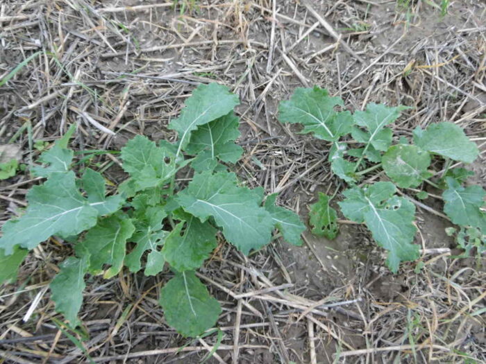 nawożenie rzepaku mikroelementami, nawożenie borem, mangan, zimotrwałość rzepaku, chelaty