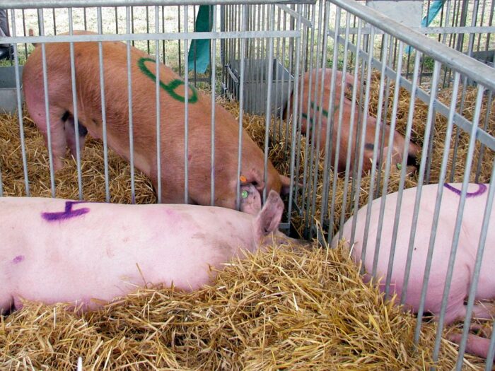 Instytut Ekonomiki Rolnictwa i Gospodarki Żywnościowej, poglowie świń w polsce, trzoda chlewna