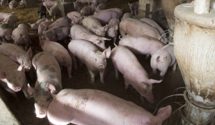 Instytut Ekonomiki Rolnictwa i Gospodarki Żywnościowej, poglowie świń w polsce, trzoda chlewna