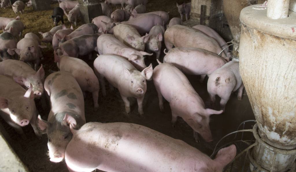 Instytut Ekonomiki Rolnictwa i Gospodarki Żywnościowej, poglowie świń w polsce, trzoda chlewna
