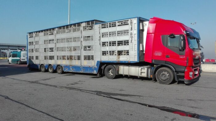 inspekcja transportu drogowego, przewóz produktów rolno-spozywczych, przewóz zwierząt, kontrola pojazdów