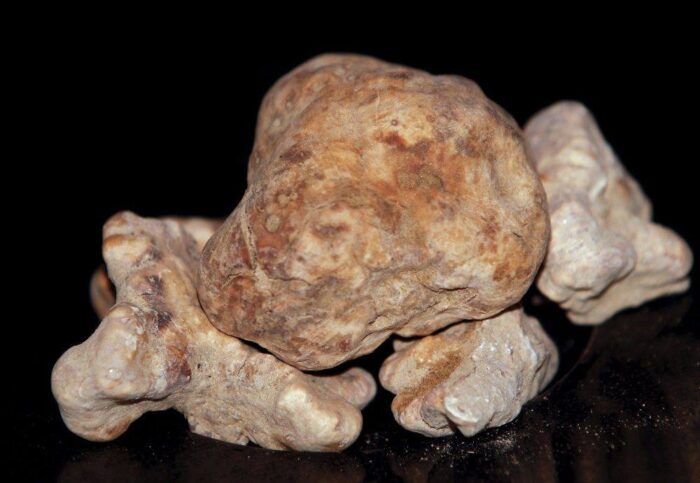 trufle białe, Włochy, rekorodowe ceny trufli, giełda w Albie, pieniądze